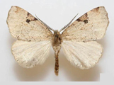 Odontopera acyrthoria